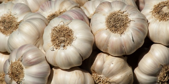 Premium Garlic